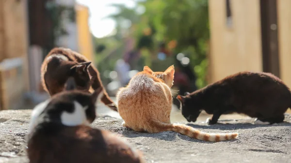 거리의 고양이 — 스톡 사진