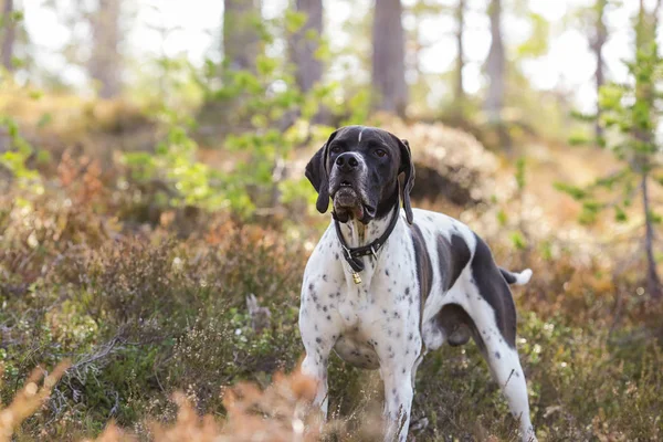 Köpek İngilizce işaretçi 