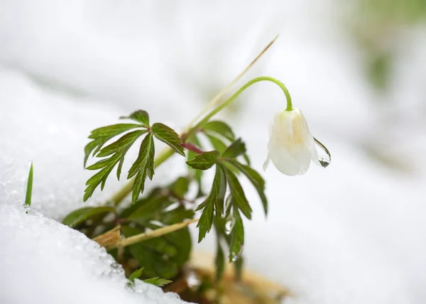 Flor Anemona nemorosa en la nieve —  Fotos de Stock