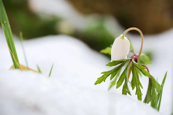 Bloem Anemona nemorosa — Stockfoto