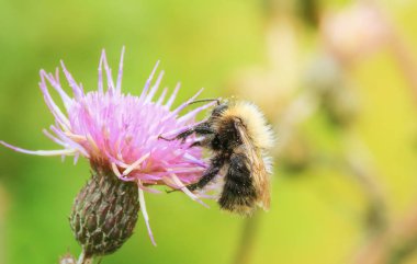 Çiçek üzerinde honning arı 