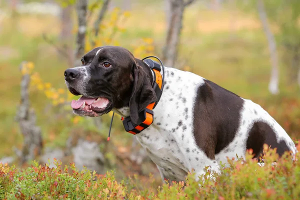 Dog angielski wskaźnik — Zdjęcie stockowe