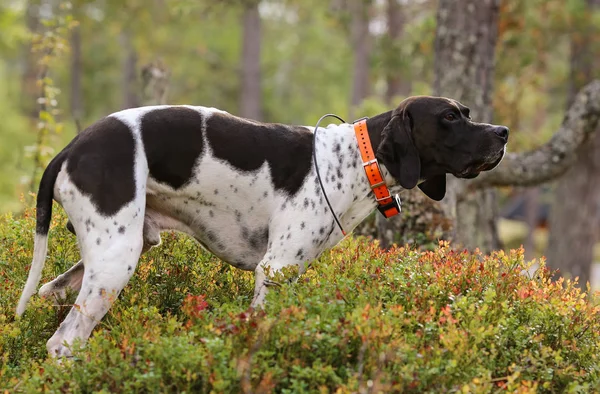 犬英語のポインター — ストック写真