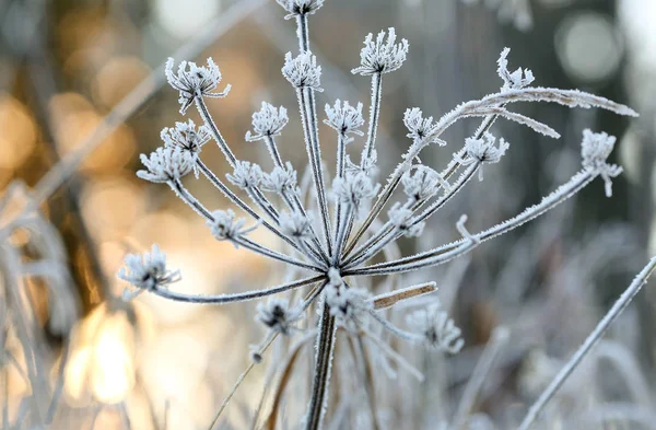 Növény Heracleum — Stock Fotó