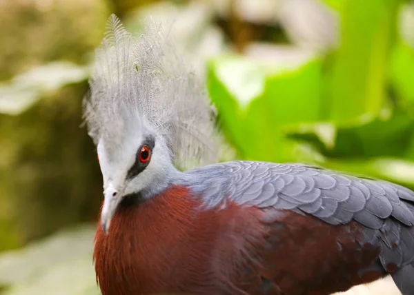 Crowned pigeon portrait — Stock Photo, Image