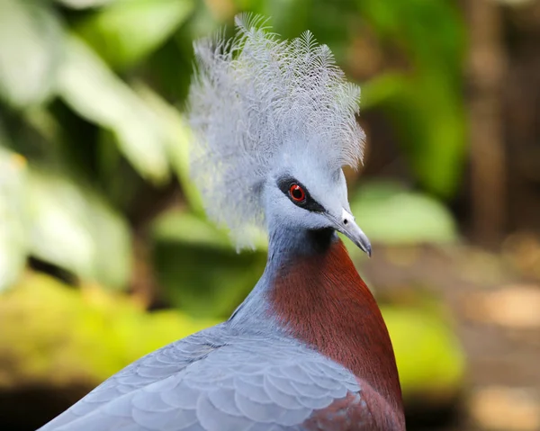 Retrato de pombo coroado — Fotografia de Stock