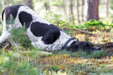 Köpek İngilizce işaretçi 