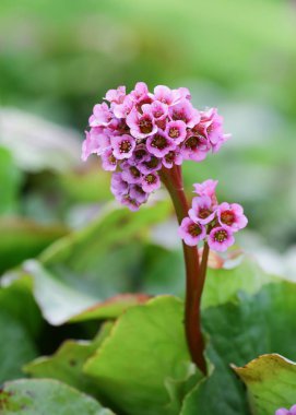 Bergenia cordifolia 