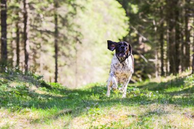 Köpek İngilizce işaretçi 