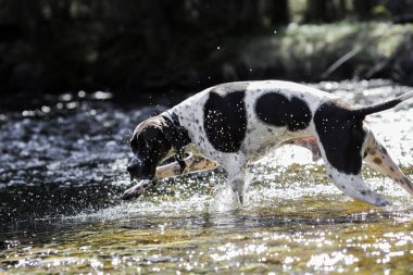 Köpek İngilizce işaretçi 