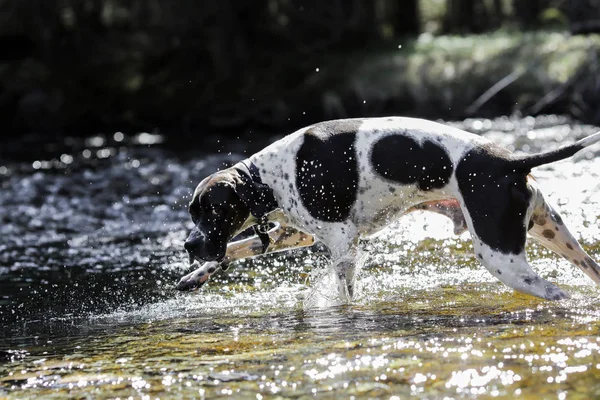 Köpek İngilizce işaretçi 