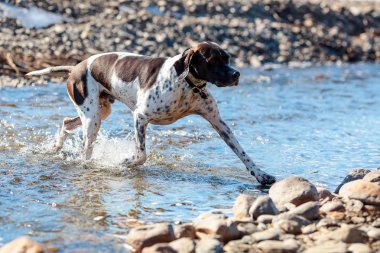 Köpek işaretçi 