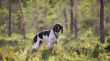 Köpek İngilizce işaretçi 