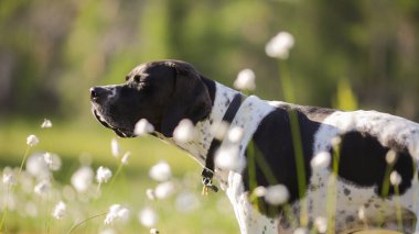 Köpek İngilizce işaretçi 