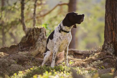 Köpek İngilizce işaretçi 