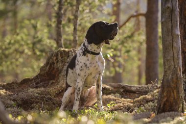 Köpek İngilizce işaretçi 