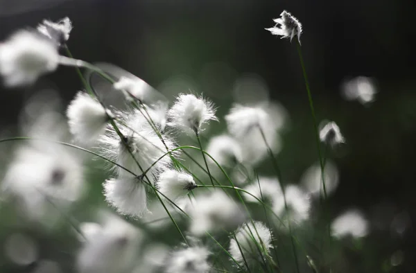 Бавовна трави — стокове фото