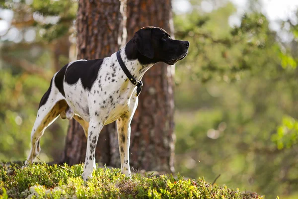 犬英語のポインター — ストック写真