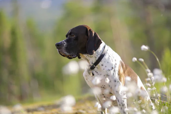 Dog angielski wskaźnik — Zdjęcie stockowe