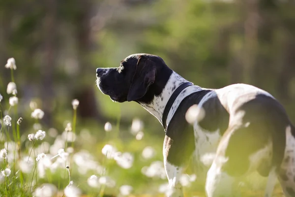 Hund engelska pointer — Stockfoto