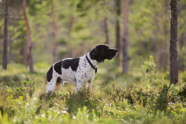 Hund engelska pointer — Stockfoto