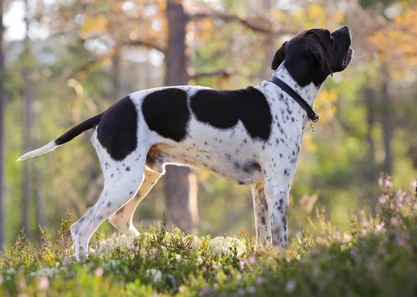 Dog angielski wskaźnik — Zdjęcie stockowe