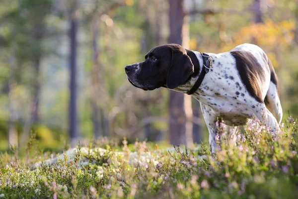 Hond Engelse aanwijzer — Stockfoto