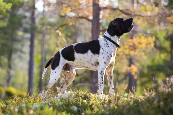 Dog angielski wskaźnik — Zdjęcie stockowe