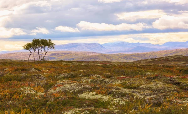 Národní park Forollhogna — Stock fotografie