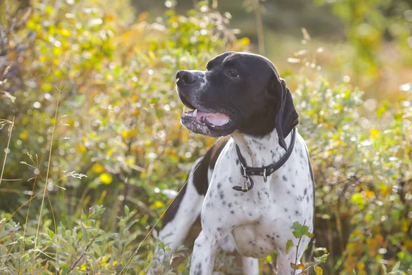 Pointeur pour chien — Photo