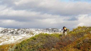 Köpek İngilizce işaretçi 