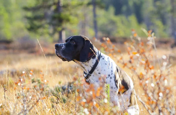 犬英語のポインター — ストック写真