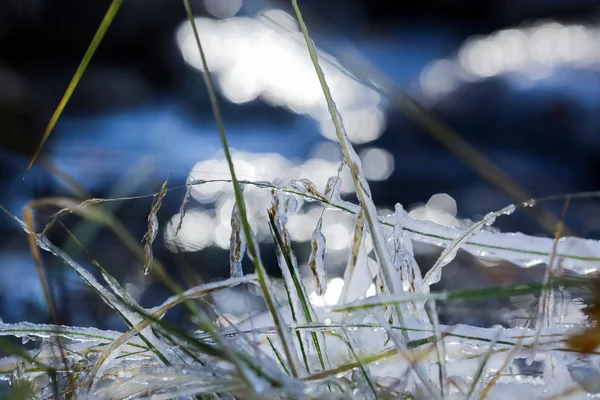 Gefrorenes Gras — Stockfoto