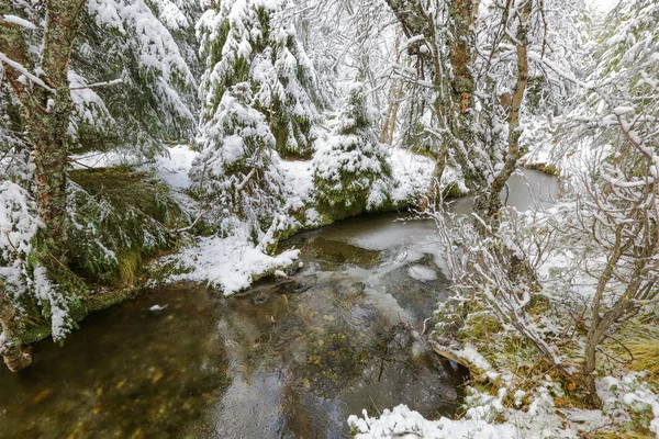 Winter forest — Stock Photo, Image