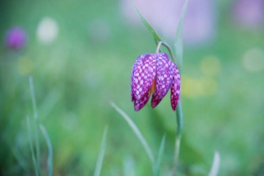 Çiçek açan Fritillaria Meleagris bahçede 