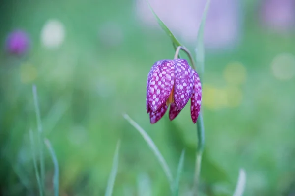 Blühende Blume Fritillaria Meleagris Garten — Stockfoto