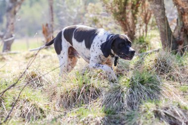 Köpeğin İngilizce işaretçisi güneşli ormanda koşuyor. 