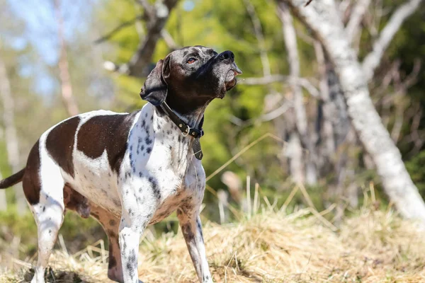 日当たりの良い森の中に立つ犬英語ポインタ — ストック写真