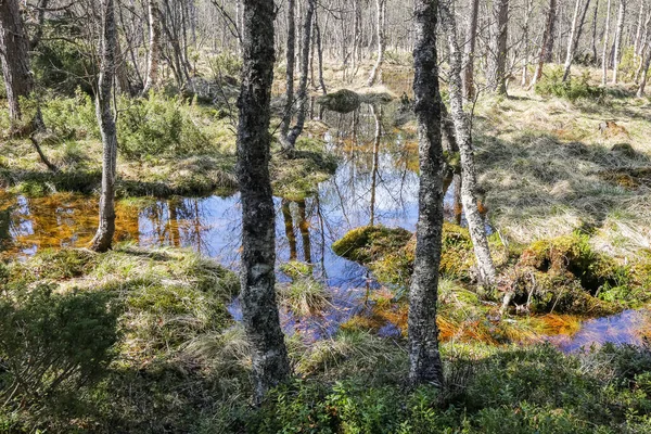 Inundação Primavera Pântano Innerdalen Innset Noruega — Fotografia de Stock