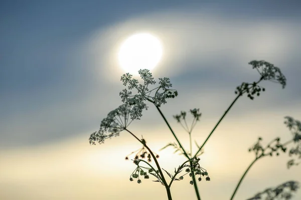 Гілка Квітучої Скоринки Заходом Сонця Задньому Плані — стокове фото