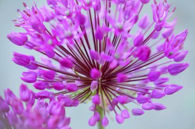 Bahçede mor çiçekli Alium, yaz arkaplanı. 