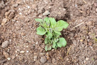 Sebze patates tarlasında 