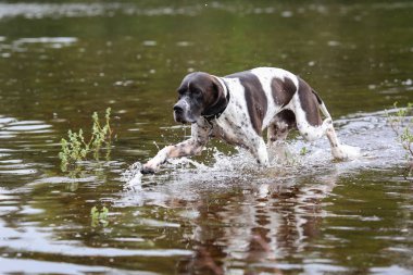 Köpek İngilizce işaretçi suda çalışan 