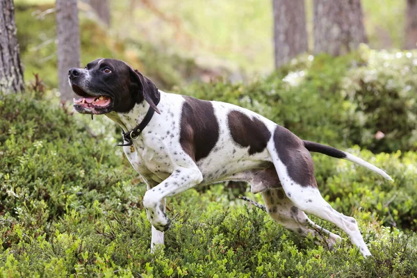 Güneşli yaz ormanlarında duran köpek ingilizce işaretçisi. 