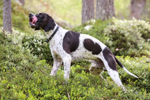 Pointeur Anglais Chien Debout Dans Forêt Ensoleillée Été — Photo