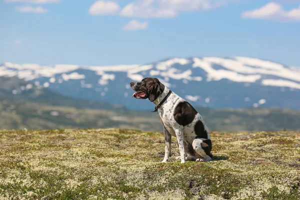 Hund Engelska Pekare Sitter Bergen Sommaren — Stockfoto