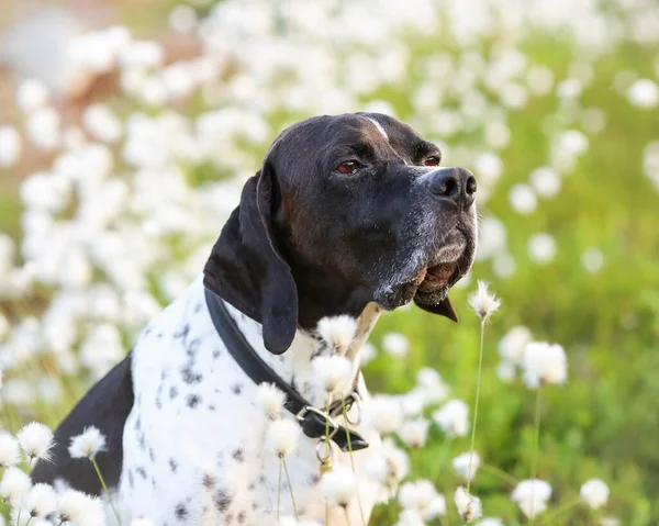 Hund Engelska Pekare Sitter Den Vita Blommande Bomull Gräs Träsket — Stockfoto