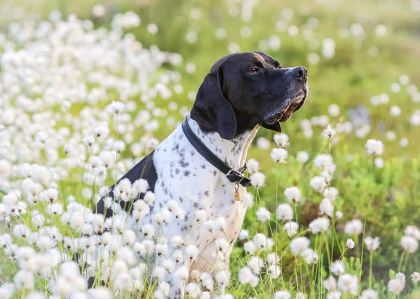 Hund Engelska Pekare Omgiven Vit Blommande Bomull Gräs Träsket Sommaren — Stockfoto