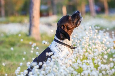 Yazın pamuk çimenlerde oturan köpek ingilizcesi işaretçisi. 