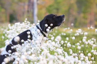 Köpek ingilizce işaretçisi yazın çiçek açan pamukta oturuyor. 